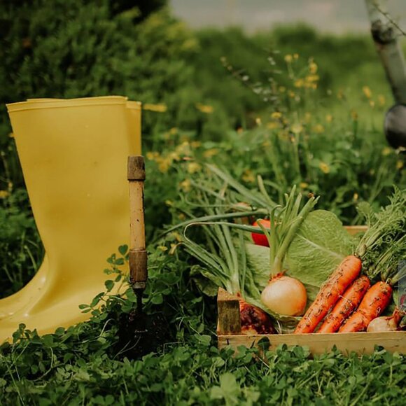 Women's Yellow Chickens Print Waterproof Mid Calf Rubber Comfort Insole Boot - Picture 2 of 7